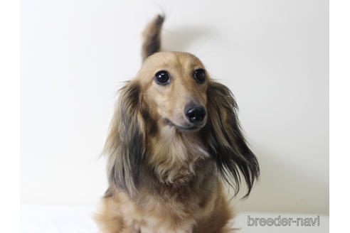 販売中のカニンヘンダックスフンド(ロングヘアード)の親犬